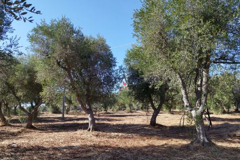 Landejendom i Ostuni, Brindisi, Ostuni - € 90.000 | Ref: 172622 - foto 13